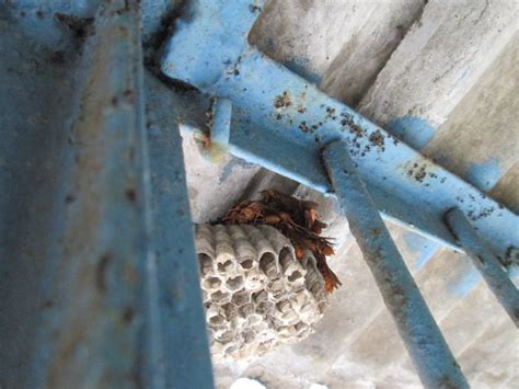為什麼有蜘蛛 陽台有蜂窩怎麼辦